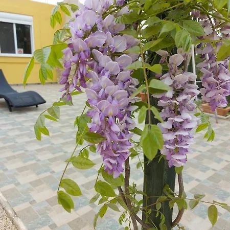 Grieks To Kalokairi * Kougaíika